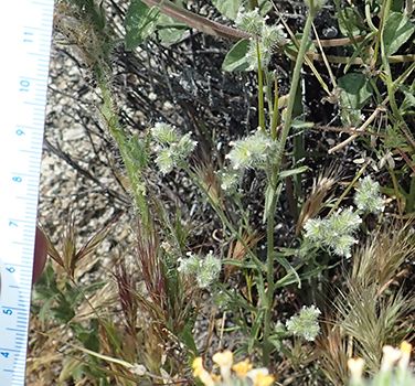 Cryptantha_acrimuricata-Boraginac-MGS4186-SDSU22965a plant