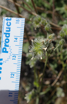 Cryptantha_acrimuricata-Boraginac-MGS4186-SDSU22965b image