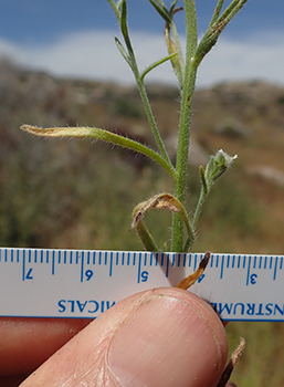 Cryptantha_acrimuricata-Boraginac-MGS4186-SDSU22965c stem