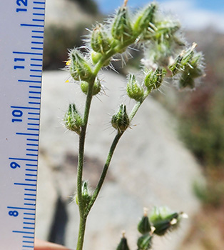Cryptantha_acrimuricata-Boraginac-MGS4186-SDSU22965e inflorescence