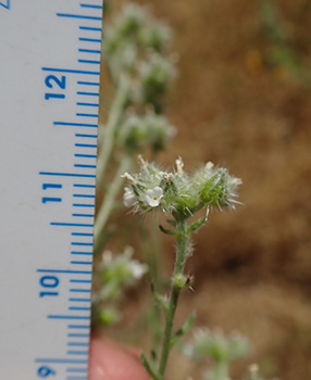 Cryptantha_acrimuricata-Boraginac-MGS4186-SDSU22965g cymules