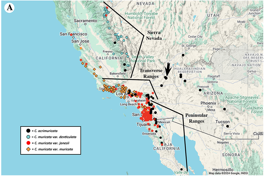 Cryptantha acrimuricata, map of known specimens plus those of Cryptantha muricata.