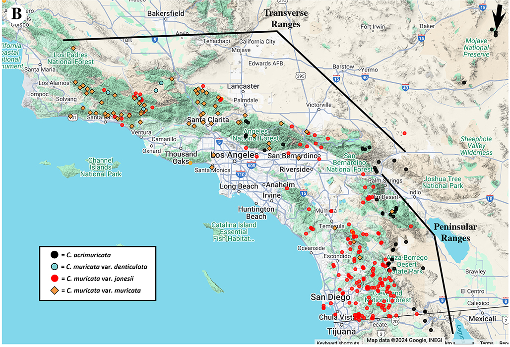 Cryptantha acrimuricata, map of known specimens plus those of Cryptantha muricata, large scale.