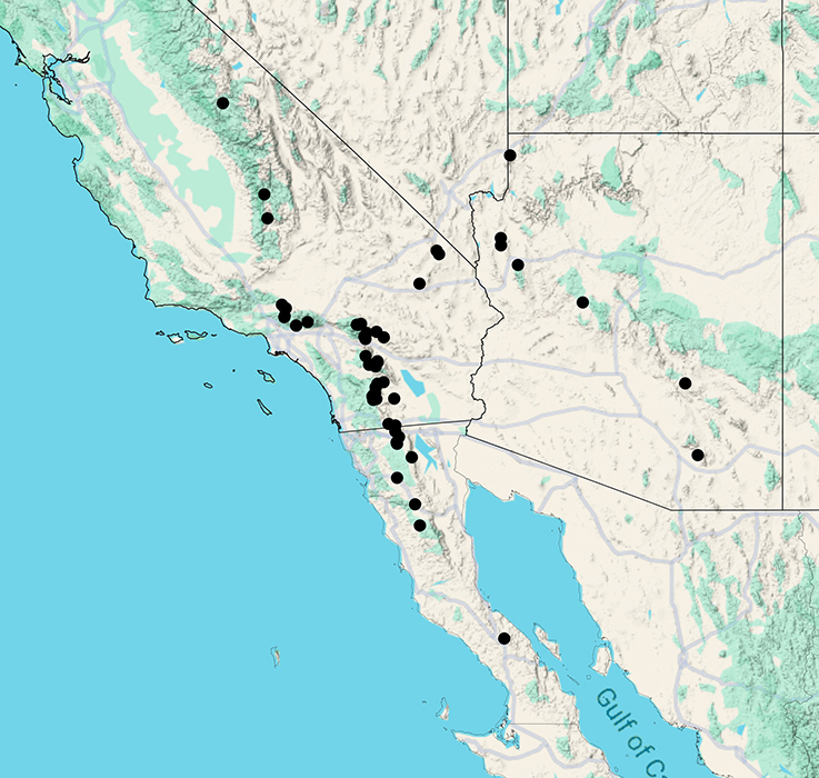 Cryptantha acrimuricata, map of known specimens.