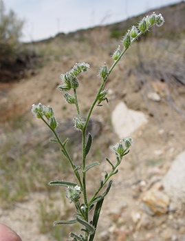 Cryptantha_acrimuricata-SDSU17573-MGS2794 image