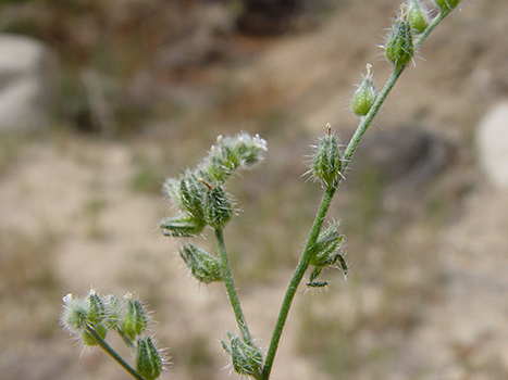 Cryptantha_acrimuricata-SDSU17573b image