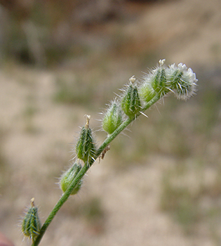 Cryptantha_acrimuricata-SDSU17573-MGS2794c image