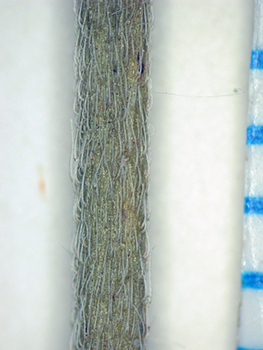 Cryptantha_acrimuricata-SDSU22965-1 stem