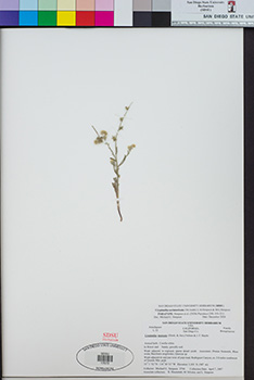 SDSU17573 specimen