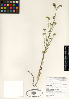 SDSU22965 herbarium voucher