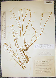 Cryptantha_alyssoides-F1519535 specimen