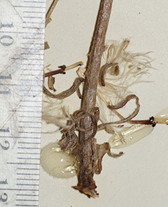 Cryptantha_alyssoides-F1519535 specimen3