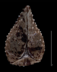 Nutlet ventral view: SDSU 20524