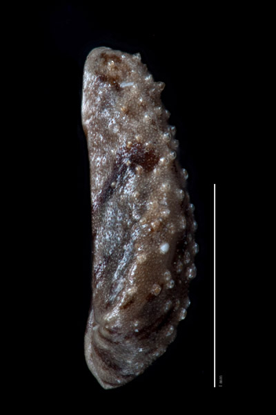 Nutlet lateral view: CAS 217736