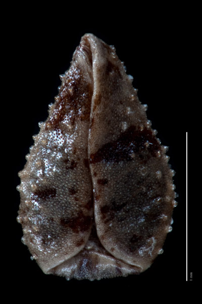 Nutlet ventral view: CAS 217736