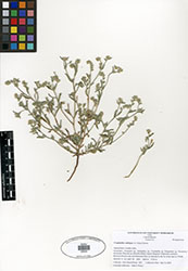 Herbarium specimen: SDSU20524