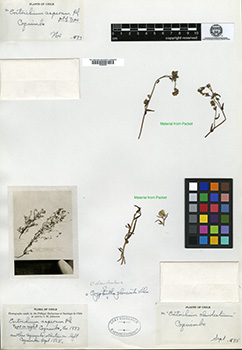 GH00096306 isotype