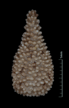 SDSU20607 nutlet dorsal view