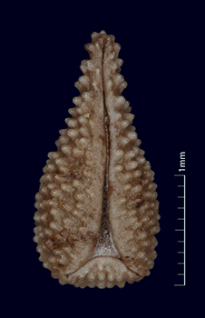 SDSU20607 nutlet ventral view