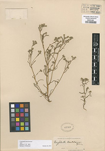 NDG01483 holotype