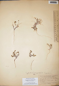 Cryptantha_chaetocalyx-F18071d specimen