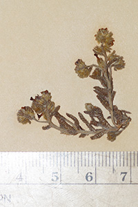 Cryptantha_chaetocalyx-F18071b specimen