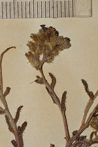 Cryptantha_chaetocalyx-F18071c specimen