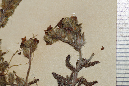 Cryptantha_chaetocalyx-F18071d specimen