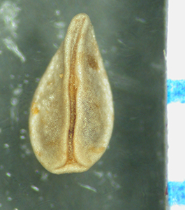 Cryptantha_cryptochaeta-Morong1235-F18071 nutlet ventral