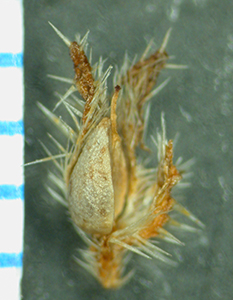 Cryptantha_cryptochaeta-Morong1235-F18071 fruit2