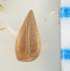 Cryptantha_cryptochaeta-Munoz2813-MO4317602 nutlet ventral