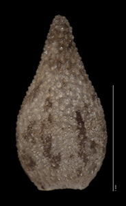 Dorsal Nutlet View of SBBG131887