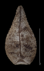 Ventral Nutlet View of SBBG131887