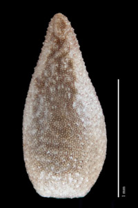 Dorsal Nutlet View of 