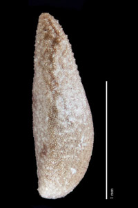 Lateral Nutlet View of 