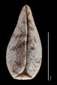 Ventral Nutlet View of 