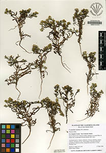 Herbarium Sheet of SBBG131887