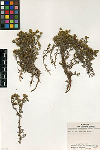 Herbarium Sheet of 