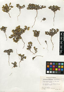 Herbarium Sheet of SC105