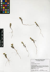 Herbarium Sheet of SC514