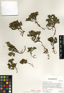 SD274504 specimen