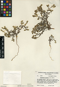 Herbarium Sheet of SD 90374