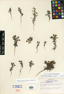 Herbarium Sheet of SDSU5414