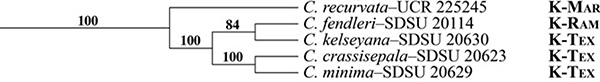 Mabry and Simpson 2018 cladogram including Cryptantha crassisepala