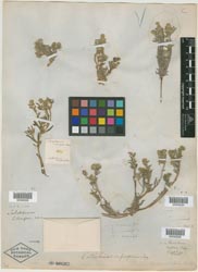 Eritrichium crassisepalum holotype