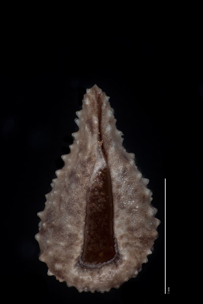 Cryptantha crassisepela var. elachantha consimilar nutlet ventral view