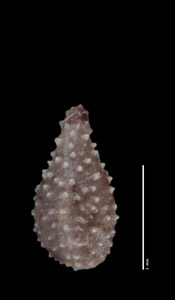 Cryptantha crassisepela var. elachantha SDSU20875 consimilar nutlet dorsal view