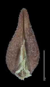 Cryptantha crassisepela var. elachantha SDSU20875 odd nutlet ventral view