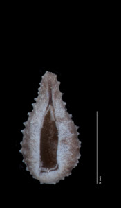 Cryptantha crassisepela var. elachantha SDSU20875 consimilar nutlet ventral view