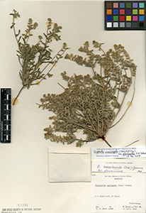 Cryptantha crassisepela var. elachantha SD64231 specimen